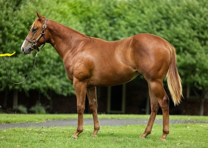 Redoute’s Girl