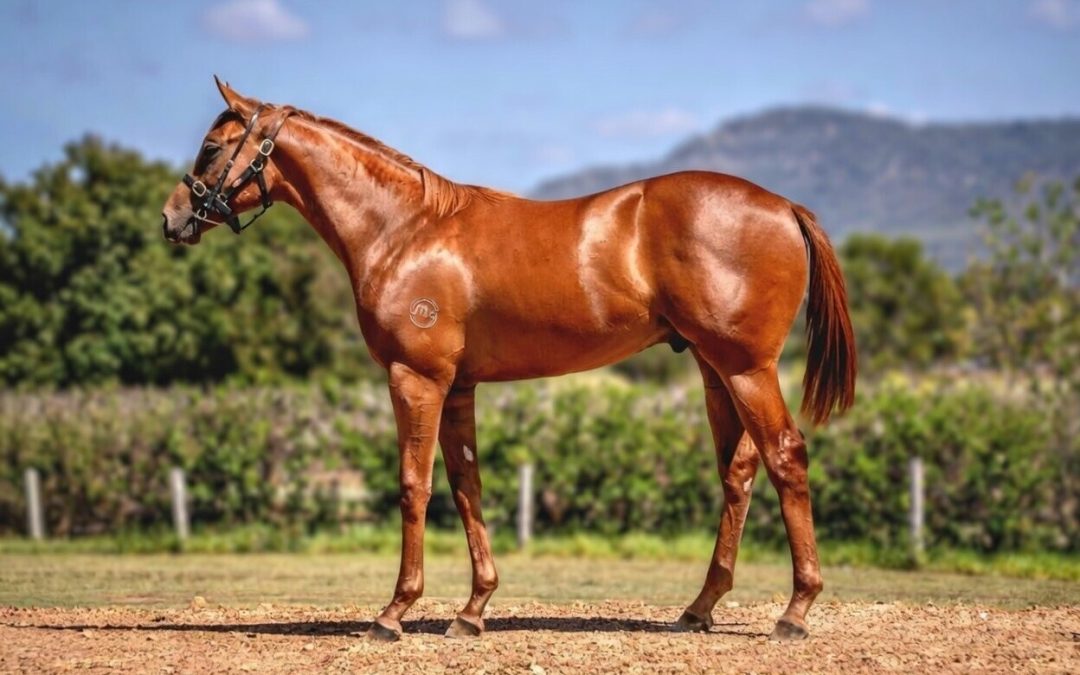 Capitalist – Sensibility